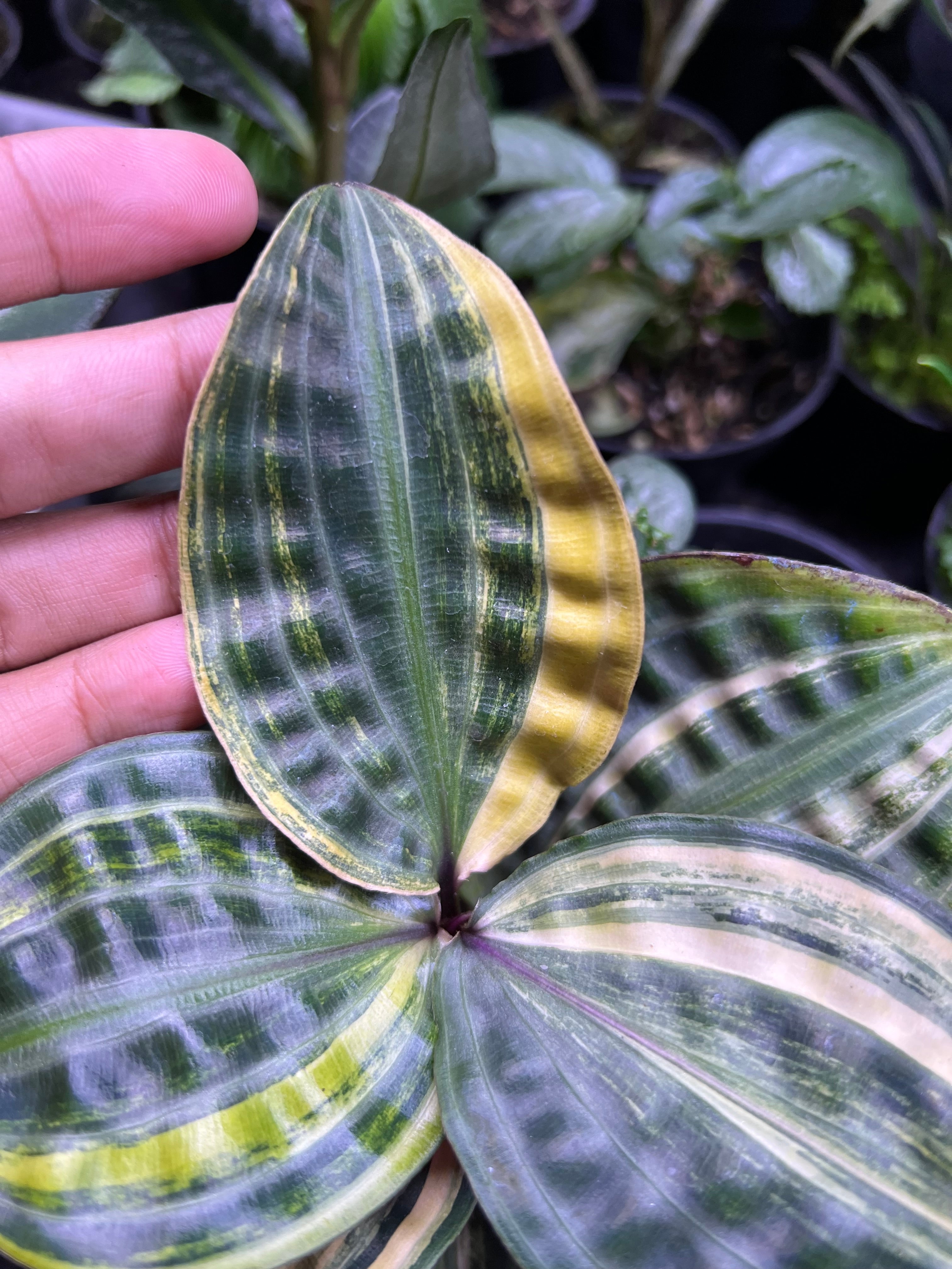 Geogenanthus poeppigii variegated