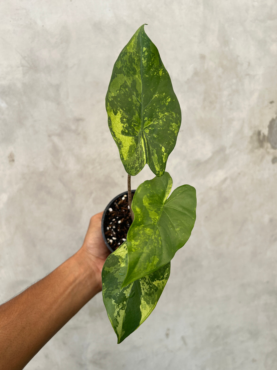 Alocasia Flemingiana Variegated