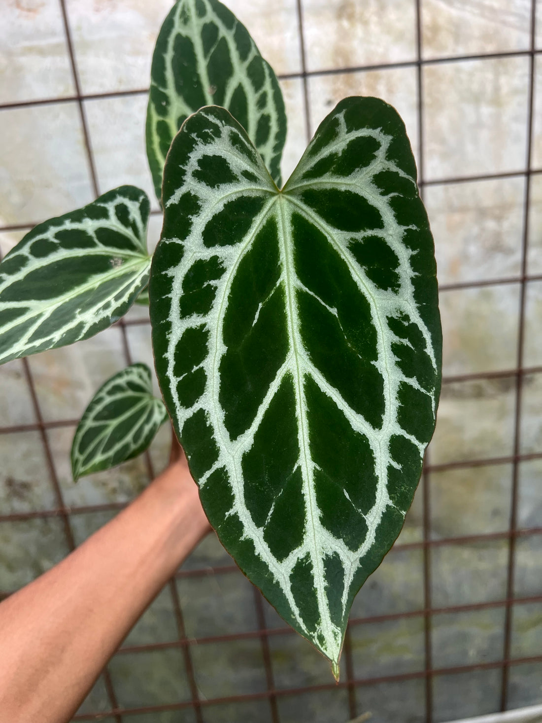 Anthurium Waseng