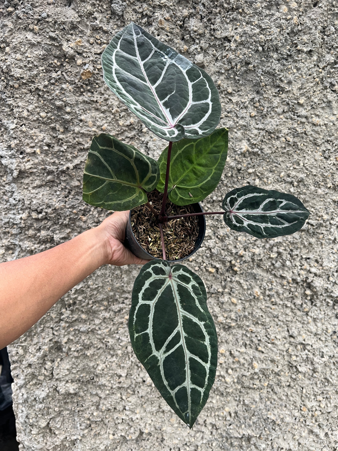Anthurium Memoriam Team Anderson (MTA)