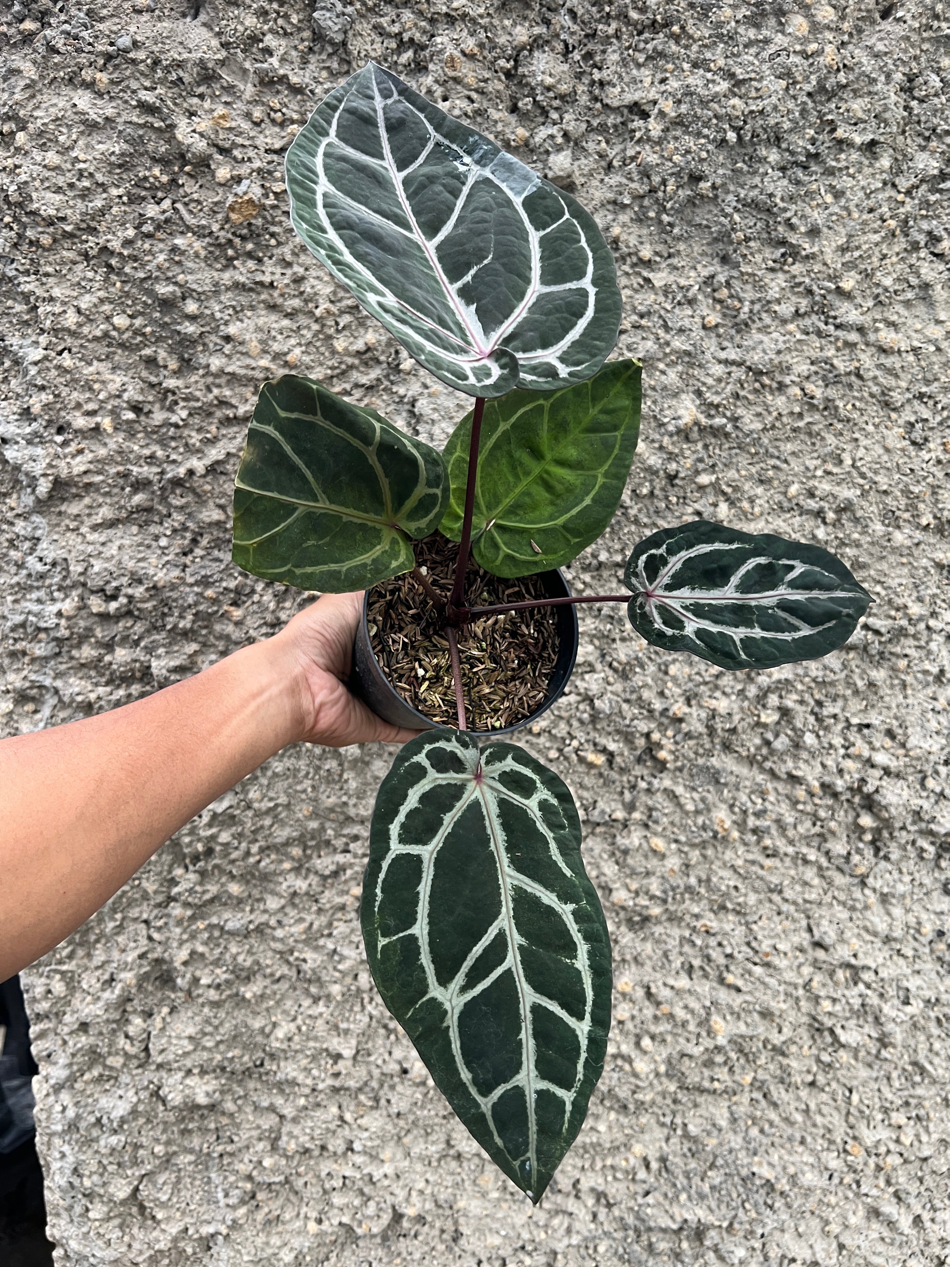 Anthurium Memoriam Team Anderson (MTA)