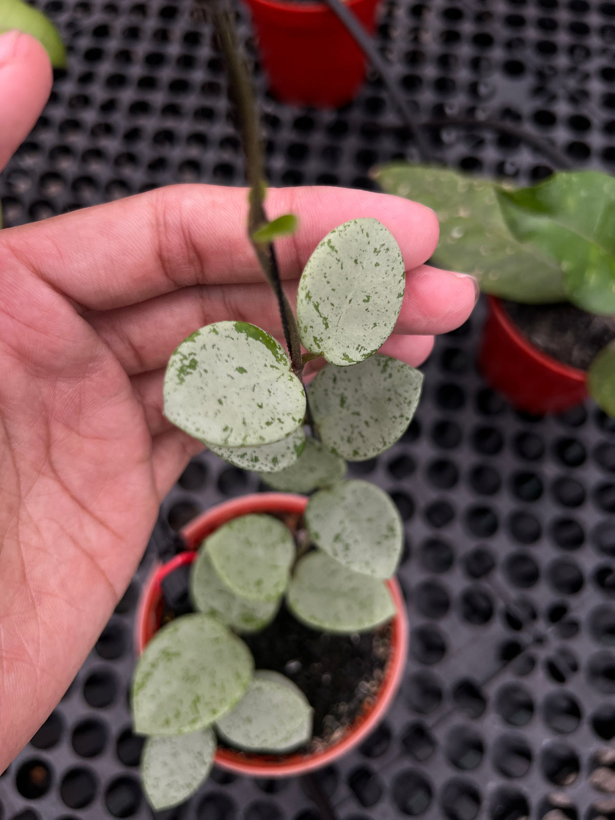 Hoya Mathilde Green Spackled