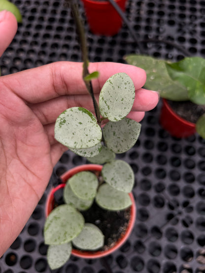 Hoya Mathilde Green Spackled