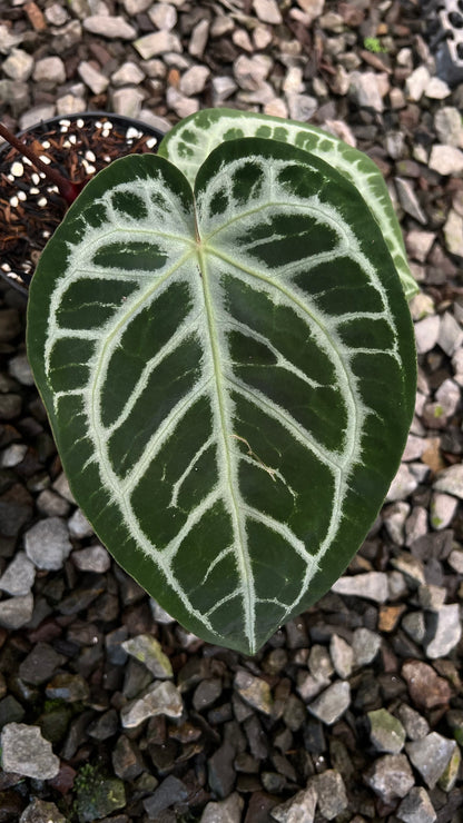 Anthurium KOS x Red x Angela self