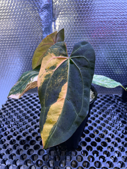 Anthurium Black Venom x Twilight Armor