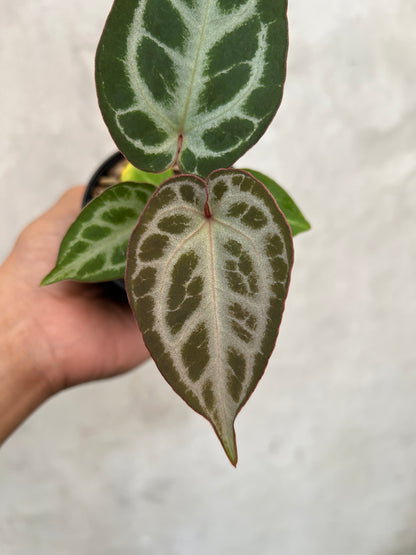 Anthurium Pink Lemonade x Silver Regar