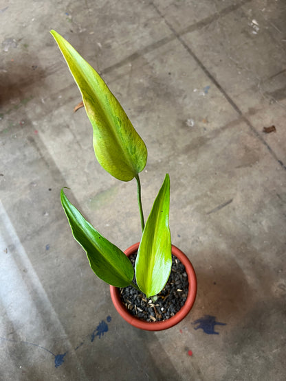 Monstera Burle Mark Flame Mint Variegated