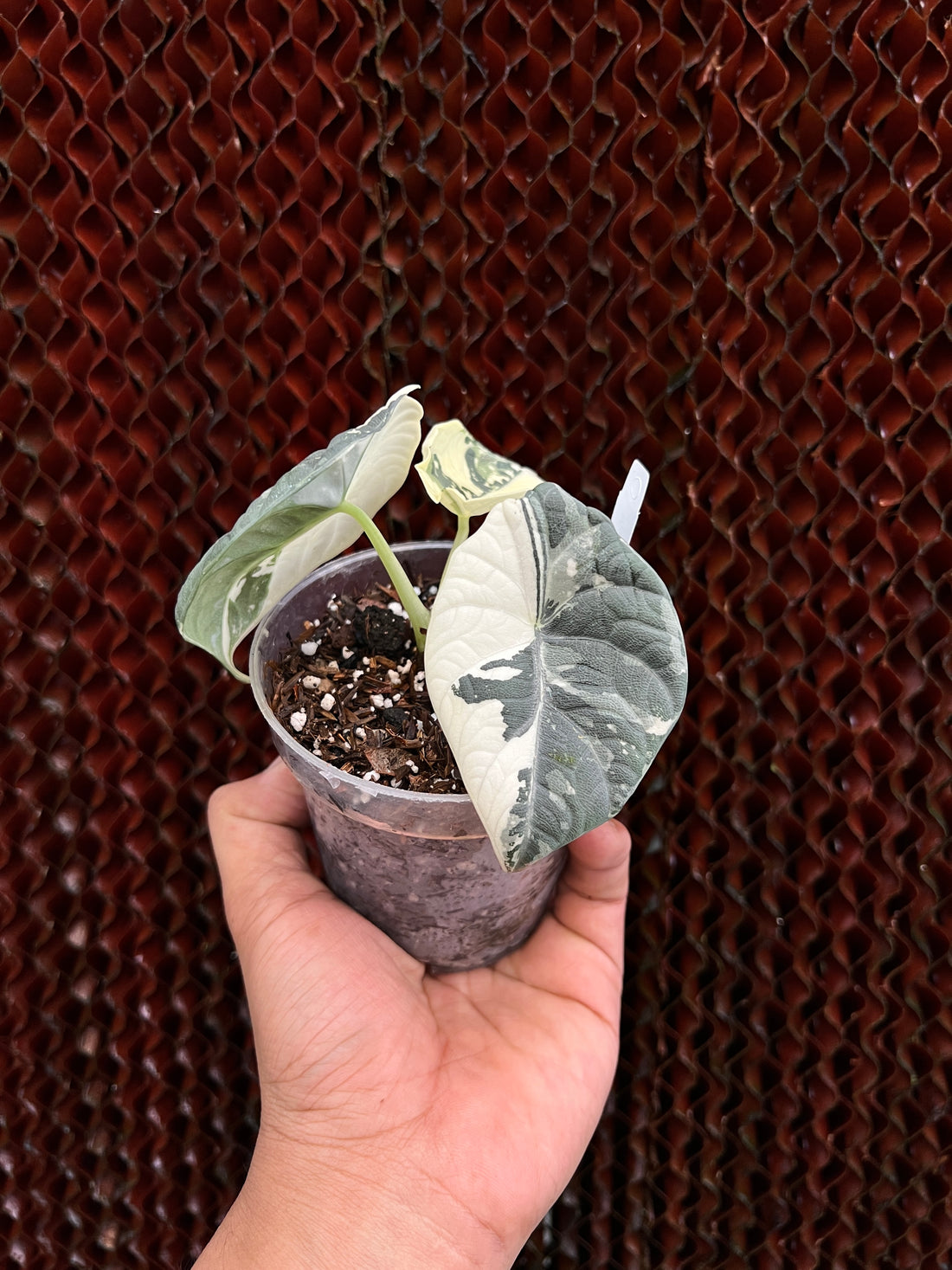 Alocasia Maharani Variegated