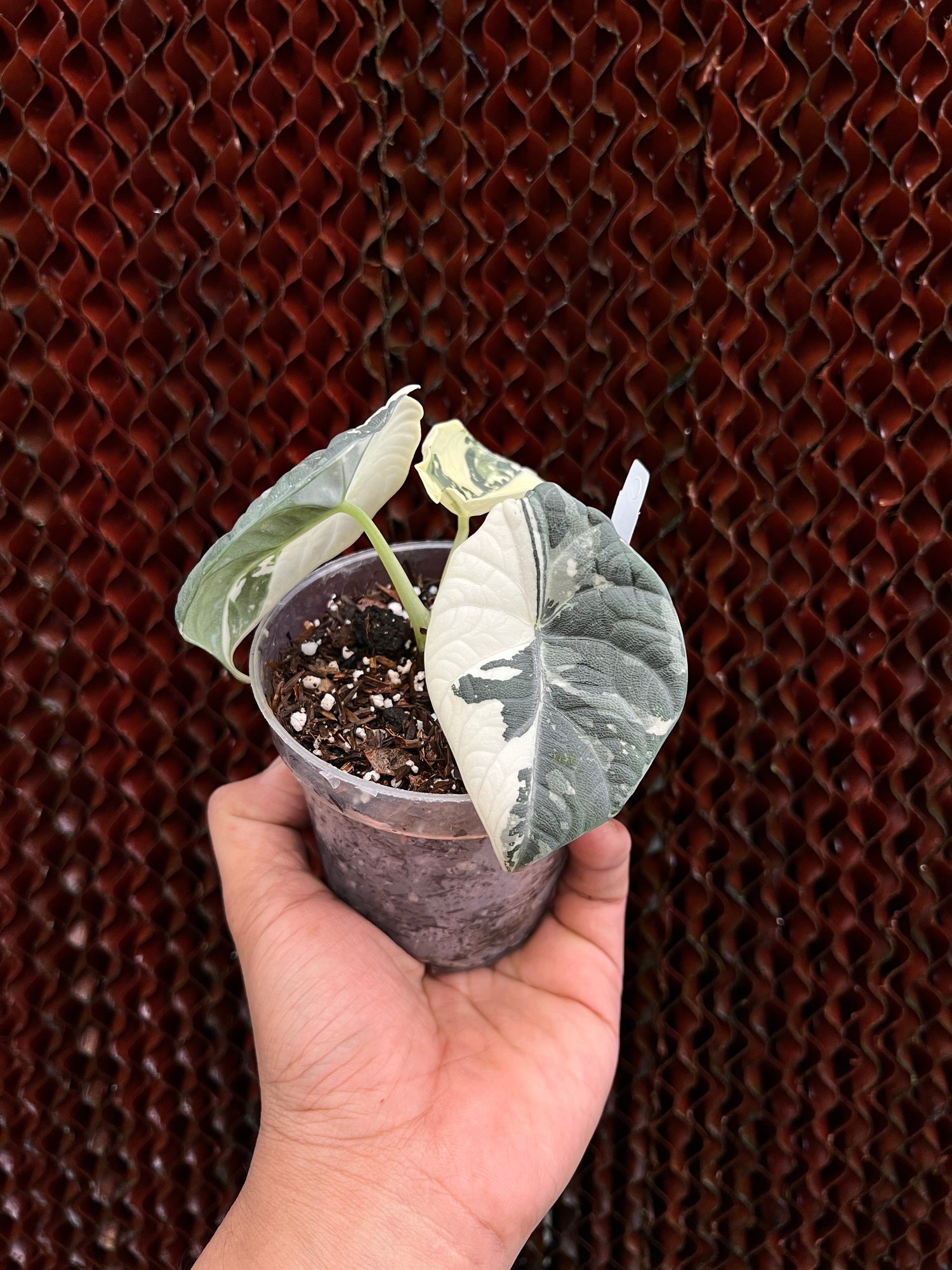 Alocasia Maharani Variegated