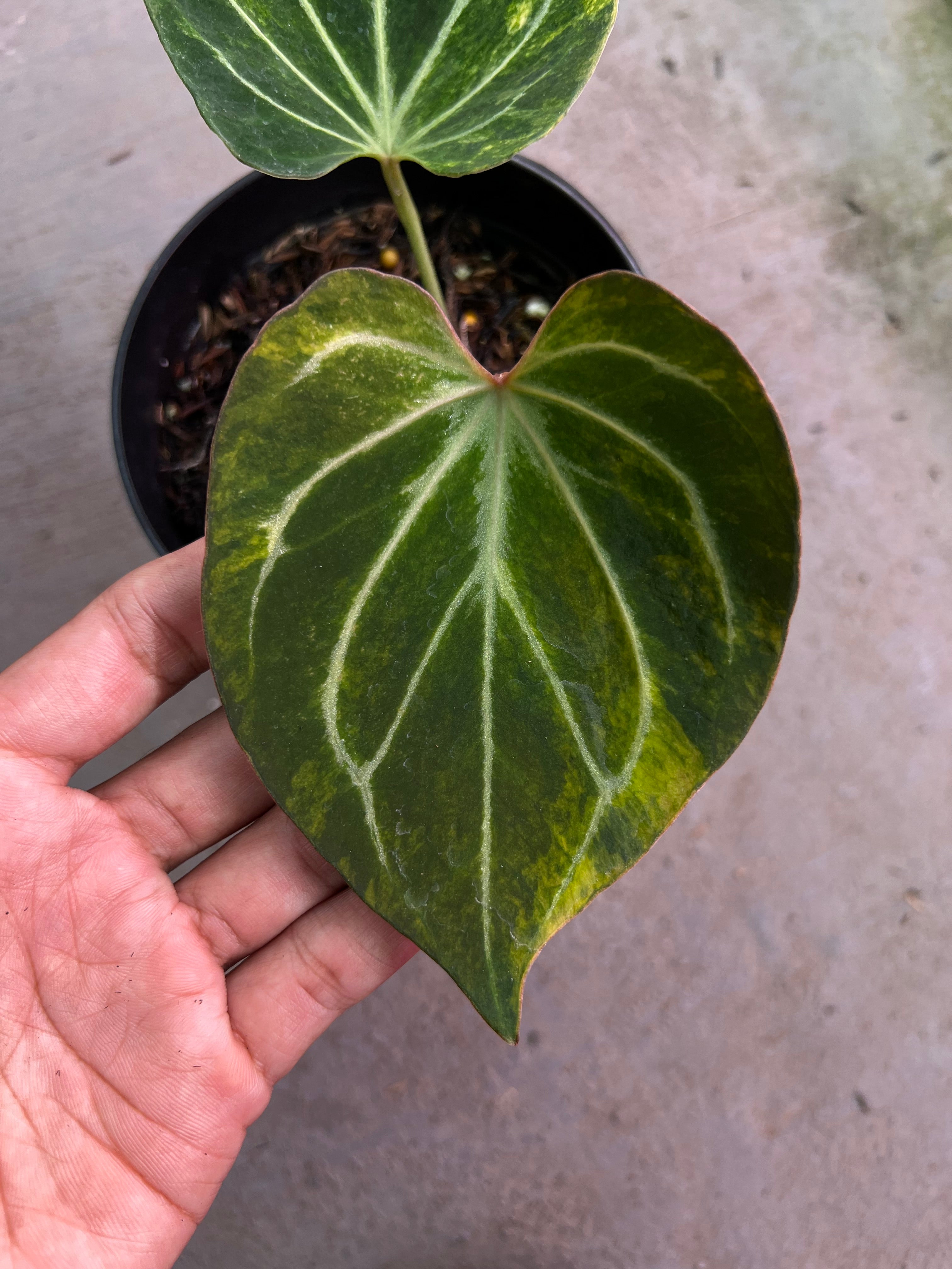 Anthurium King Of Spades Butterfly Variegated – Siapnanam | Rare