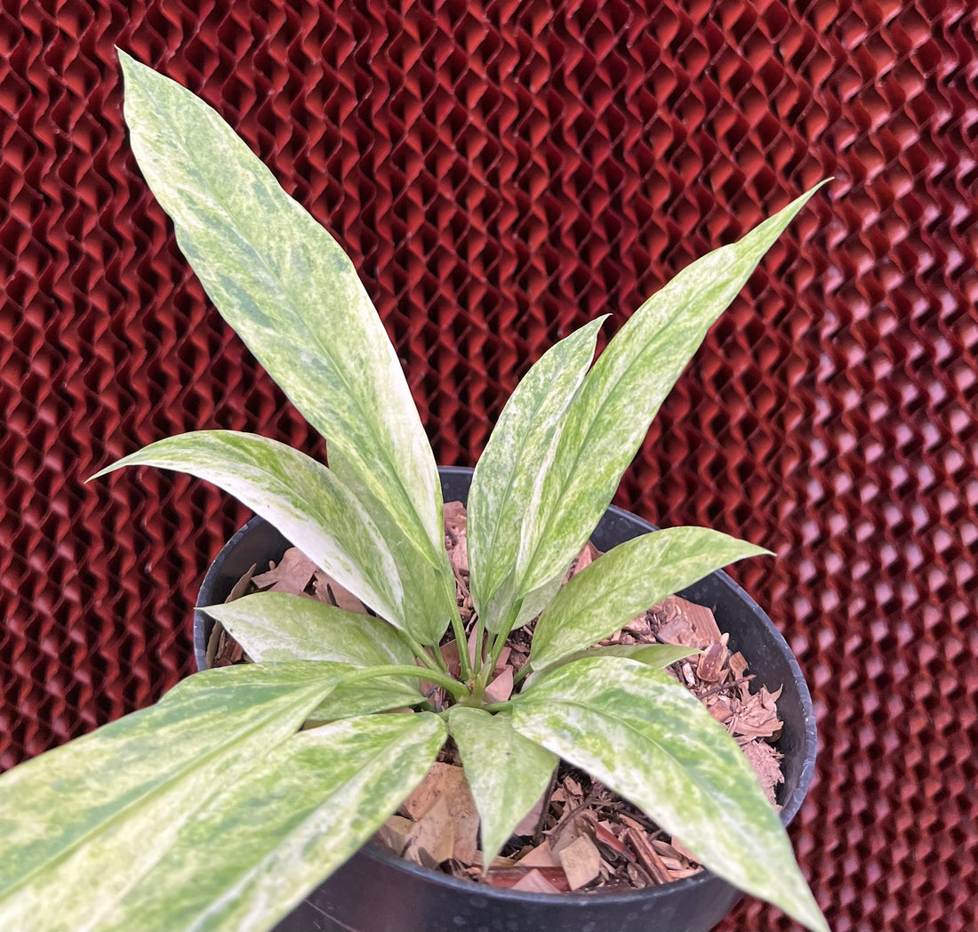 Anthurium Vittarifolium Variegated
