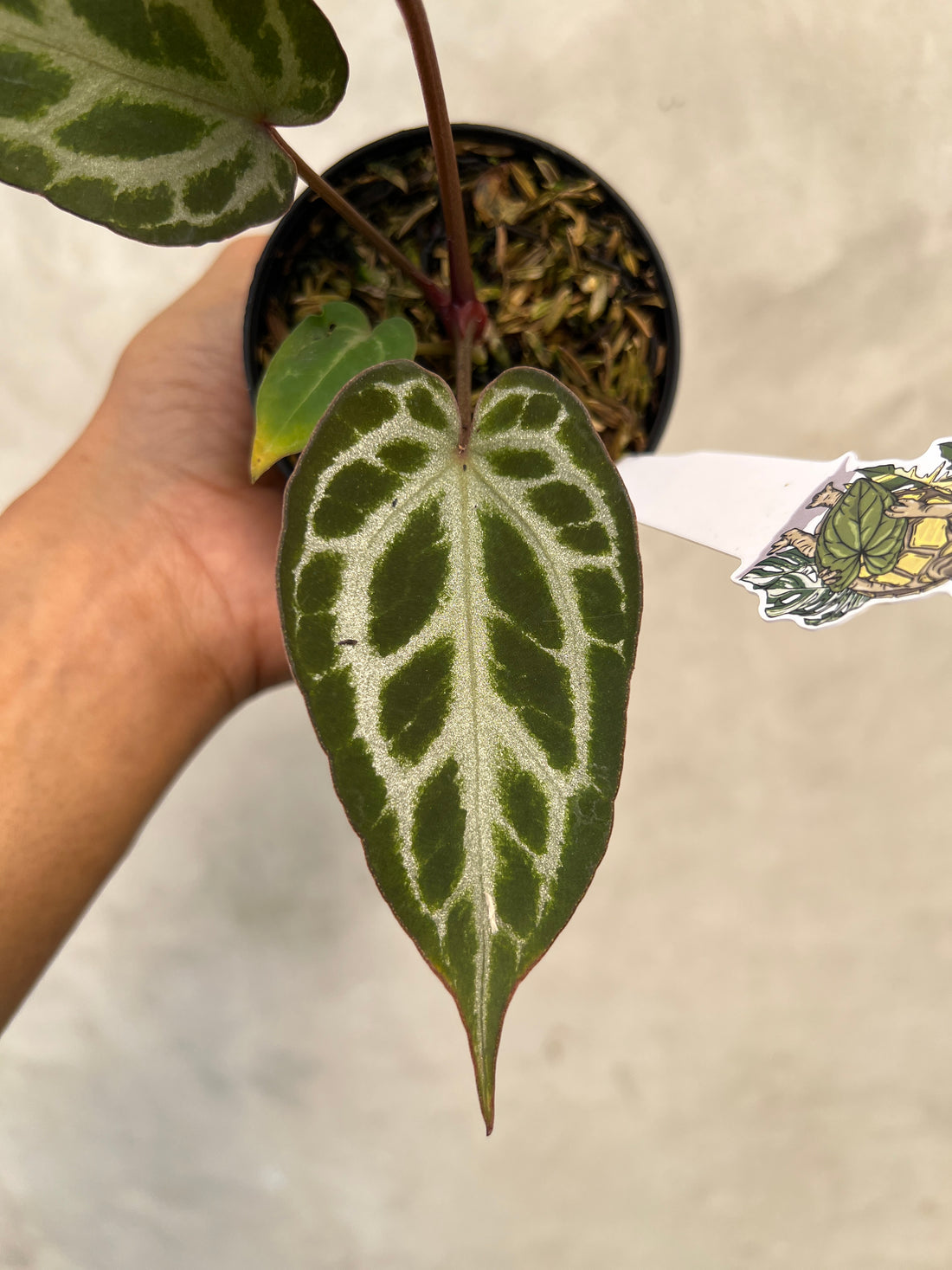 Anthurium Pink Lemonade x Silver Regar