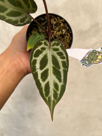 Anthurium Pink Lemonade x Silver Regar