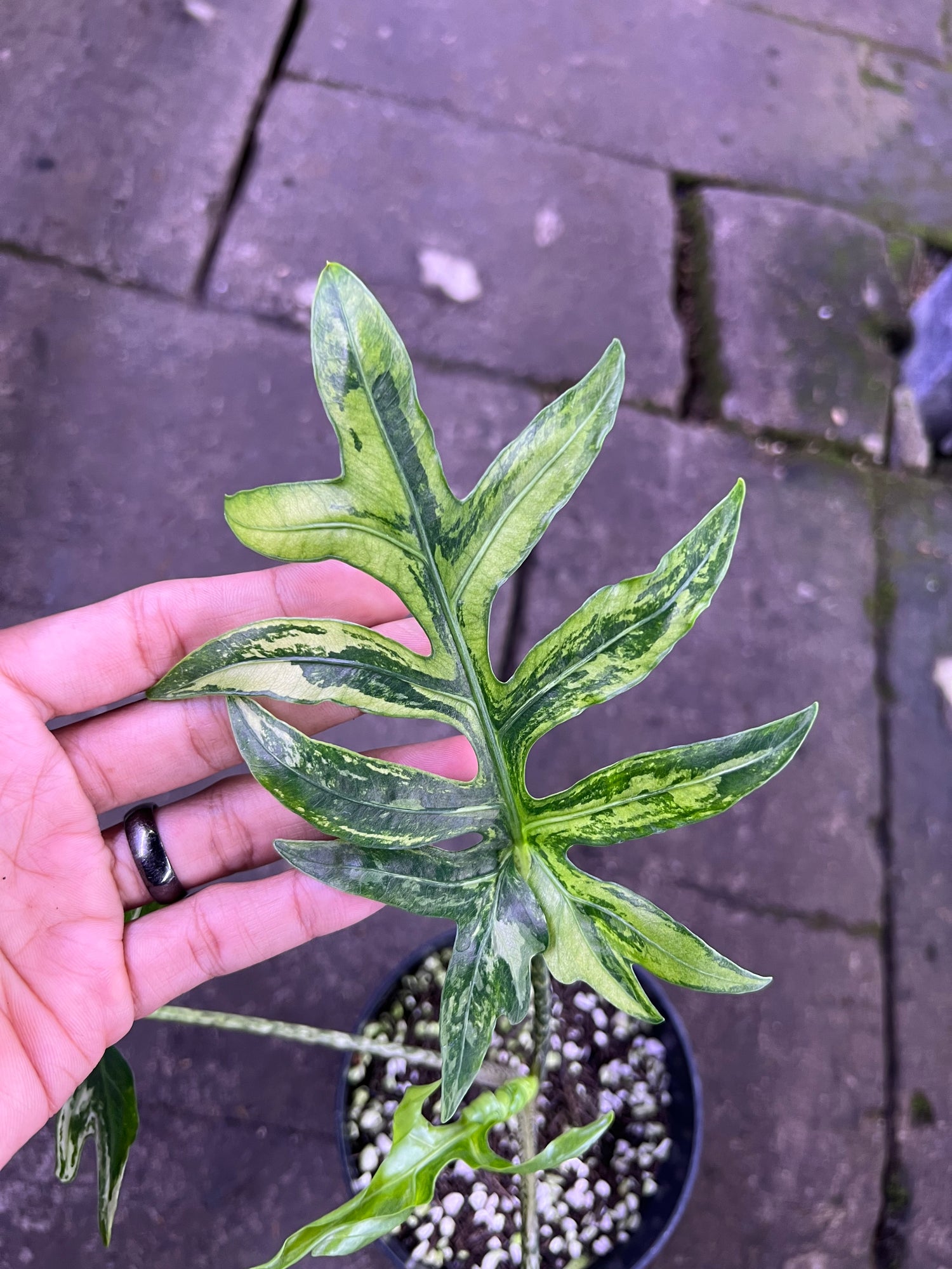 Alocasia Brancifolia Sp papua variegated