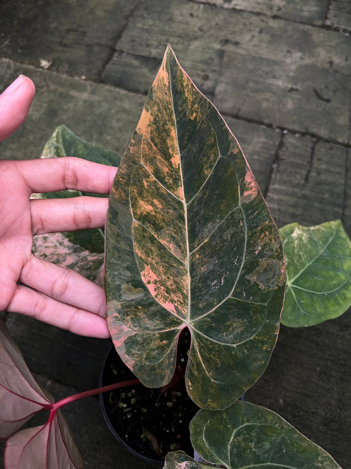 Anthurium Papilillaminum Pink x Black Muscle