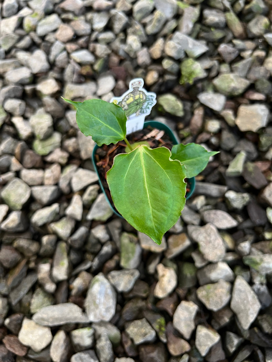 Anthurium ( X one x Portillae) Muchlis