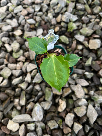 Anthurium ( X one x Portillae) Muchlis