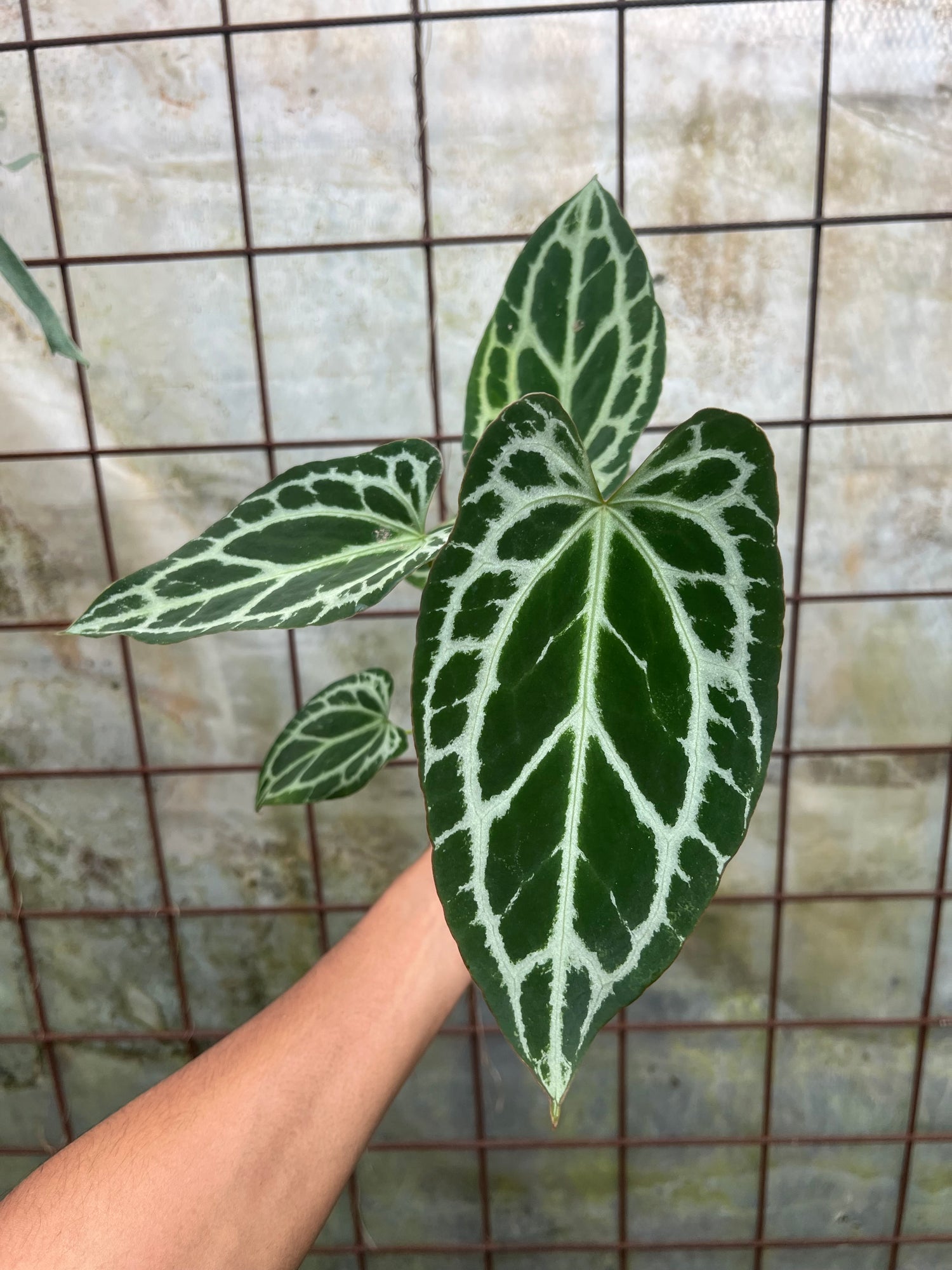 Anthurium Waseng