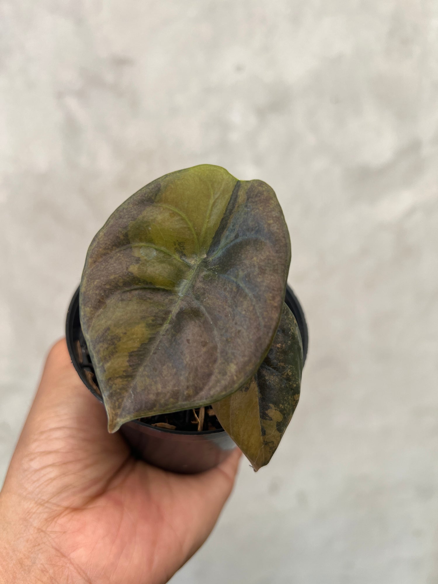 Alocasia Cuprea Latte Variegated