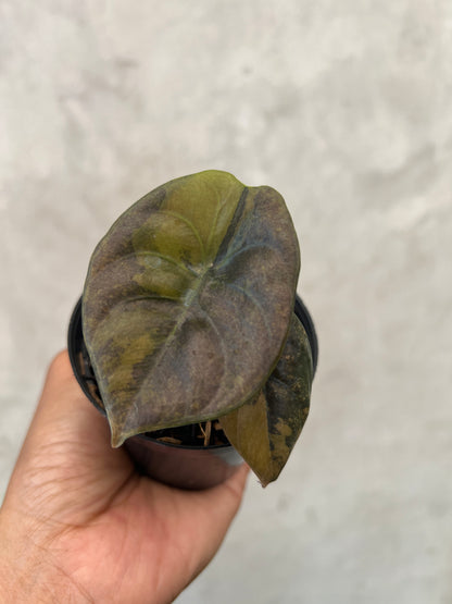Alocasia Cuprea Latte Variegated
