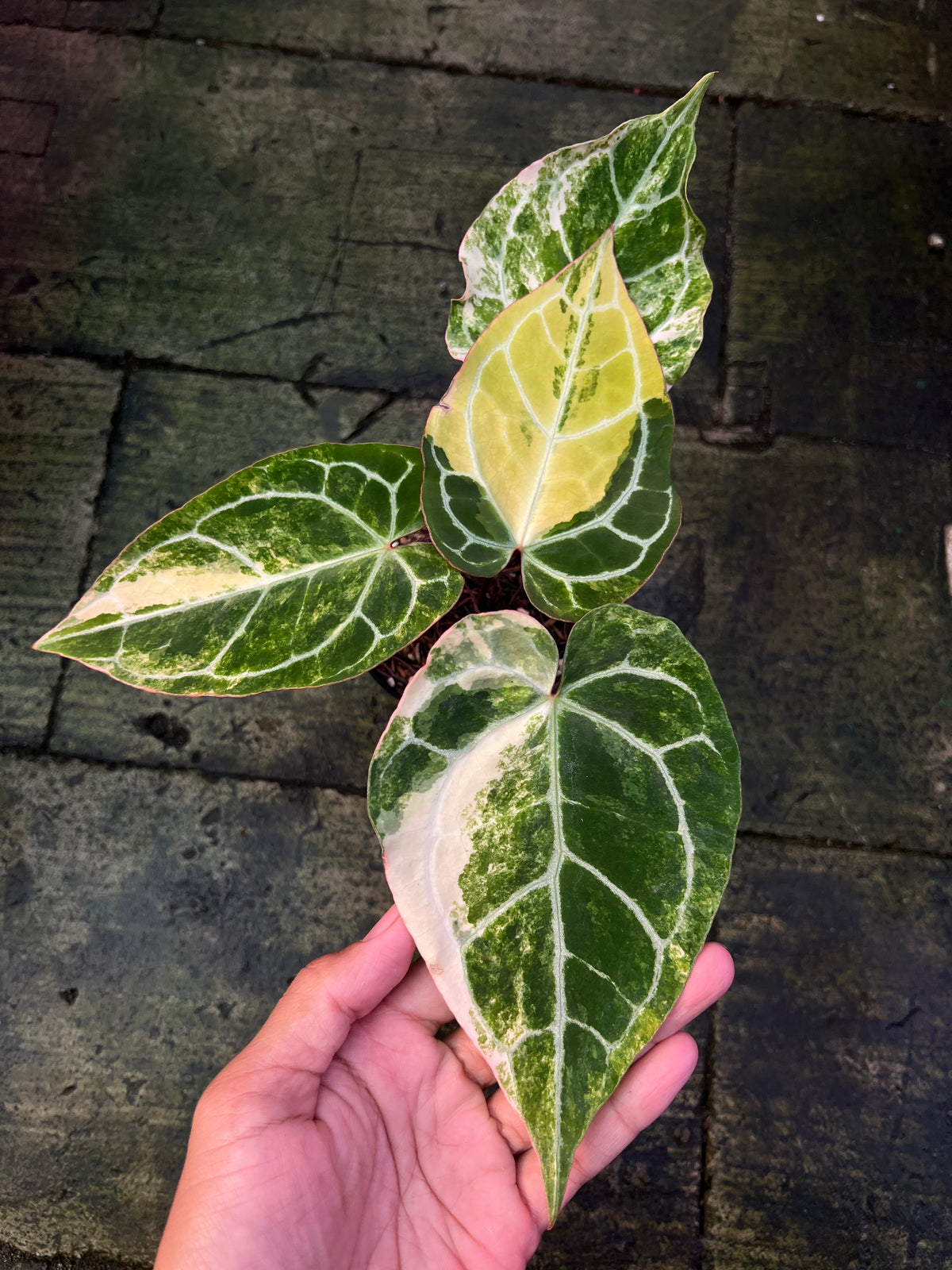 Anthurium Crystallinum Variegated