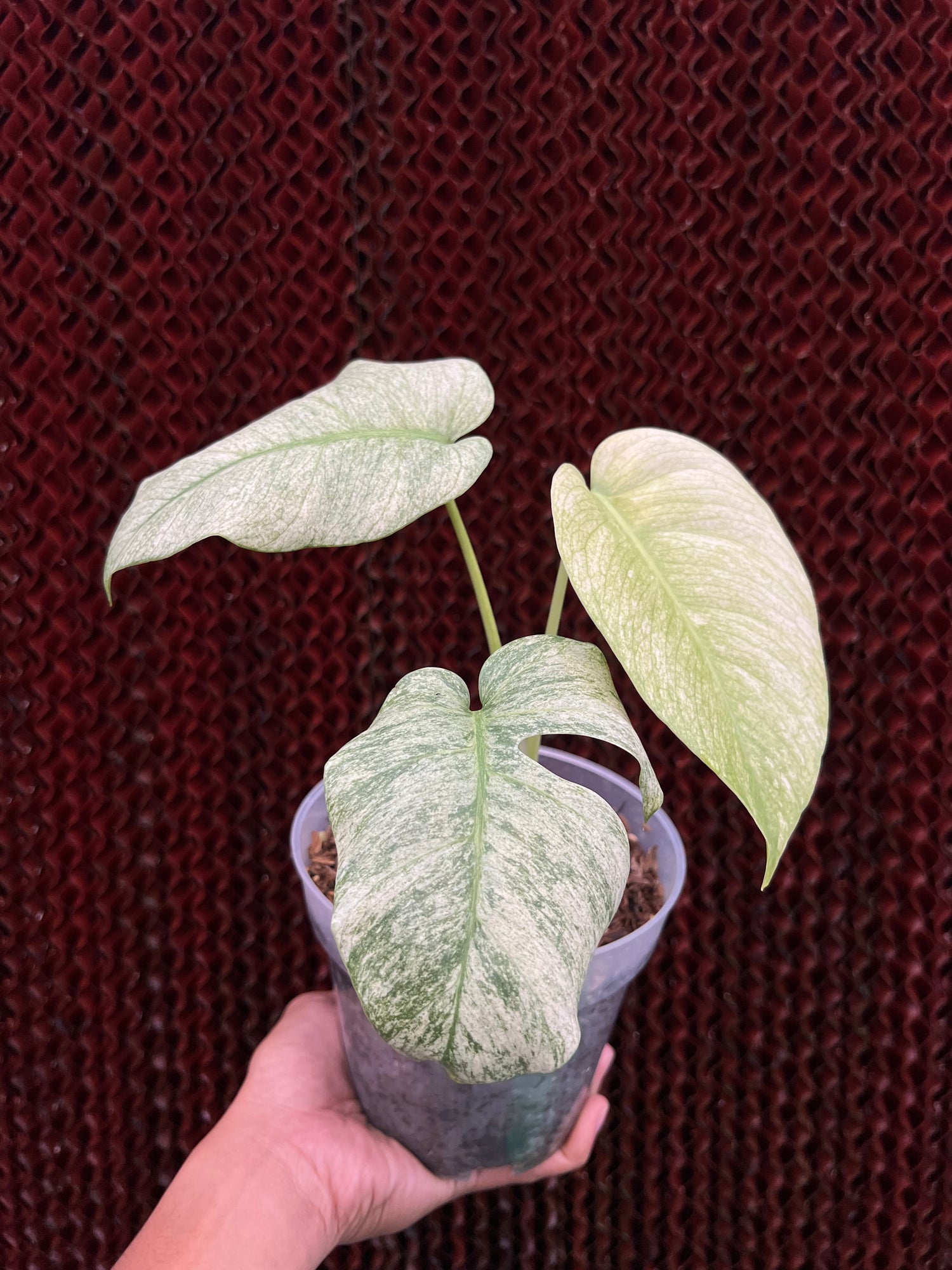 Monstera white mint Variegated