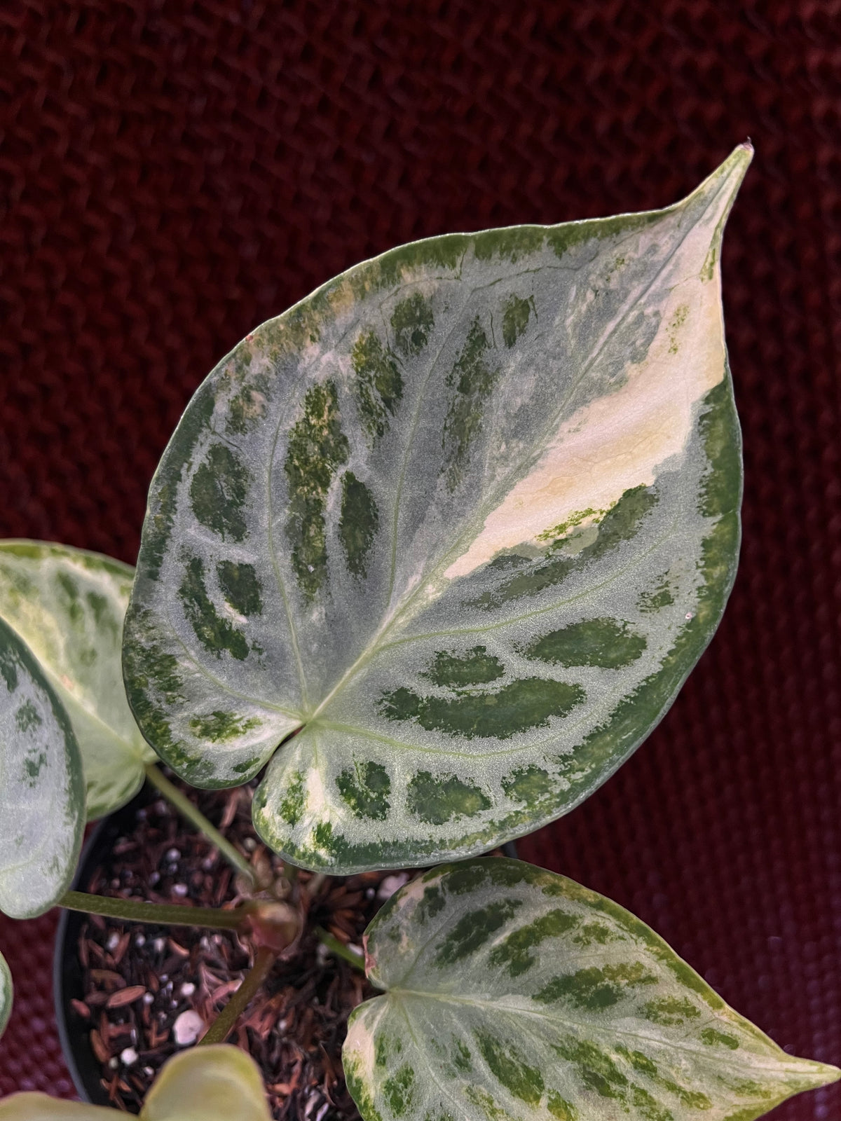 Anthurium Silver chrome Variegated