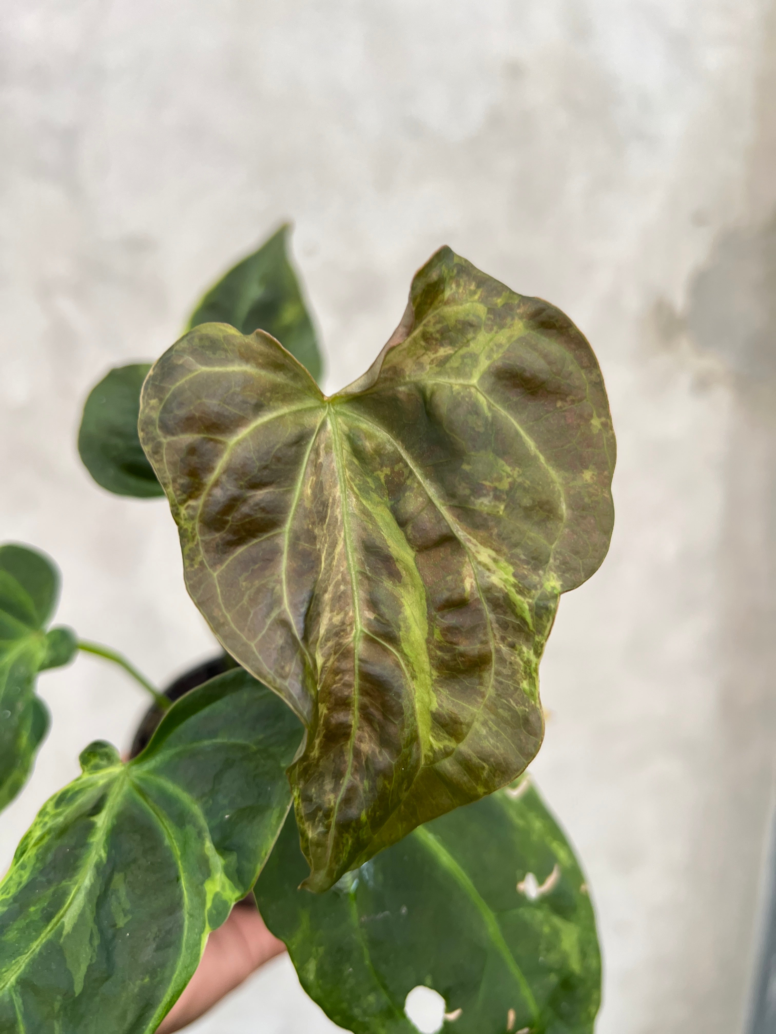 Anthurium Portilae x Forgetii  Variegated