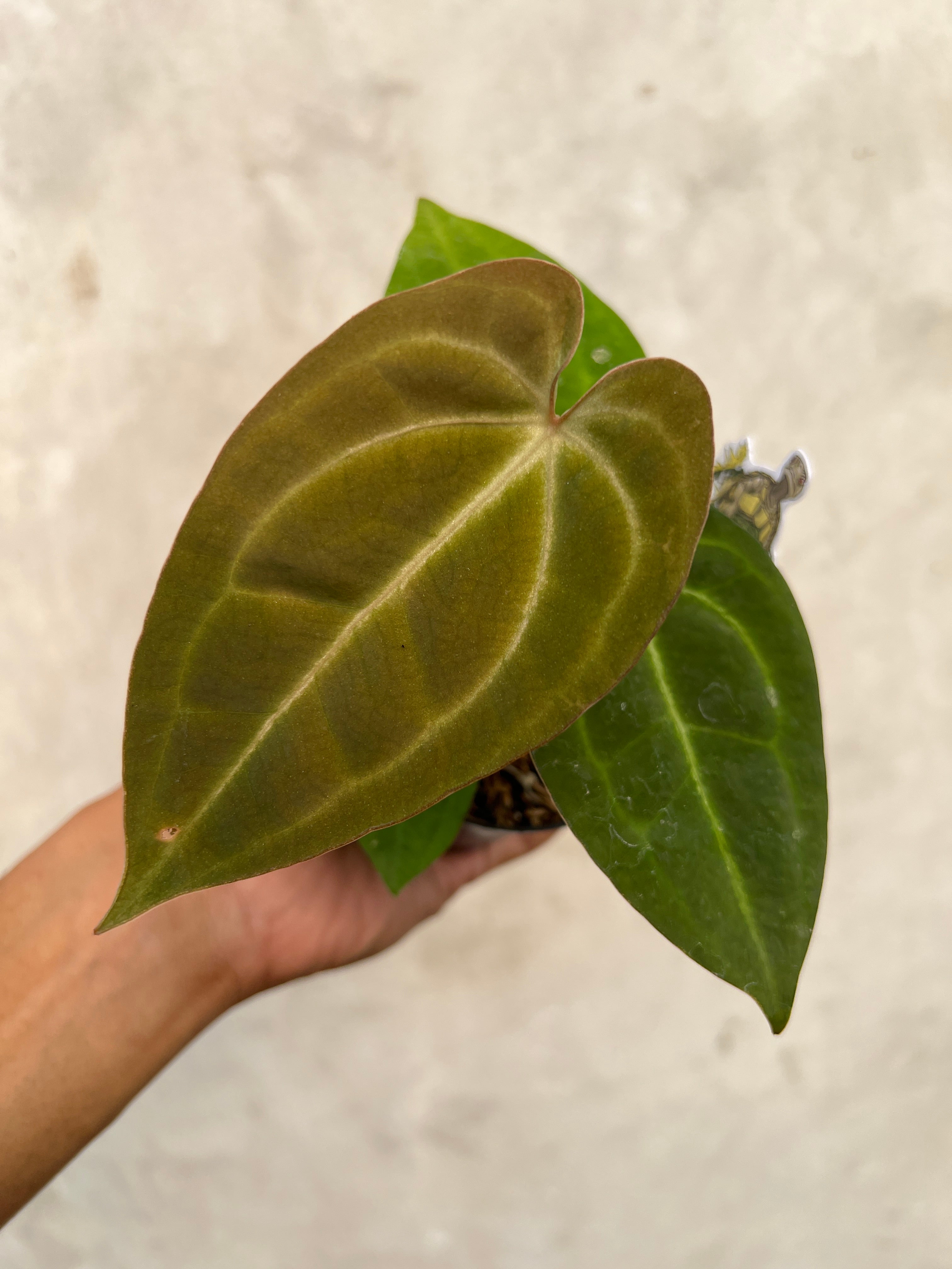 Anthurium (Red Velvet cake x Michelle) x Palidiflorum