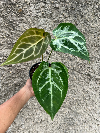 Anthurium Magnificum x Zara Michelle Blister