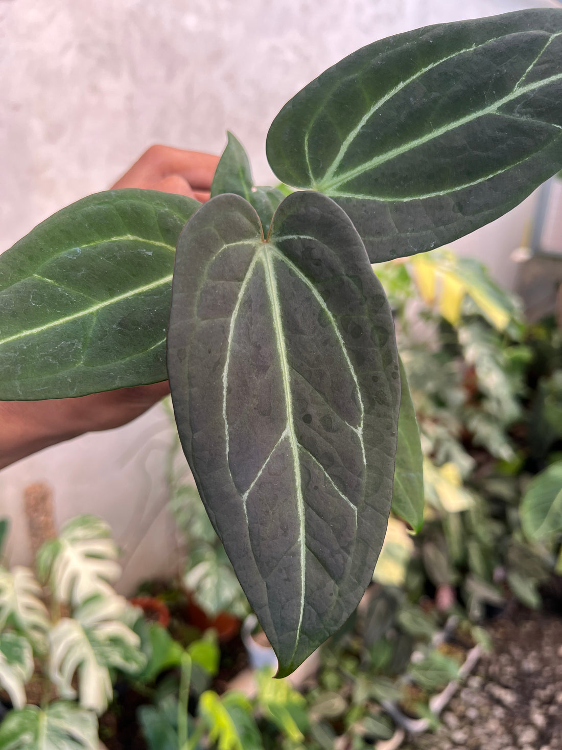 Anthurium (Silver Blush x Fort Sherman) x Michelle Variegated