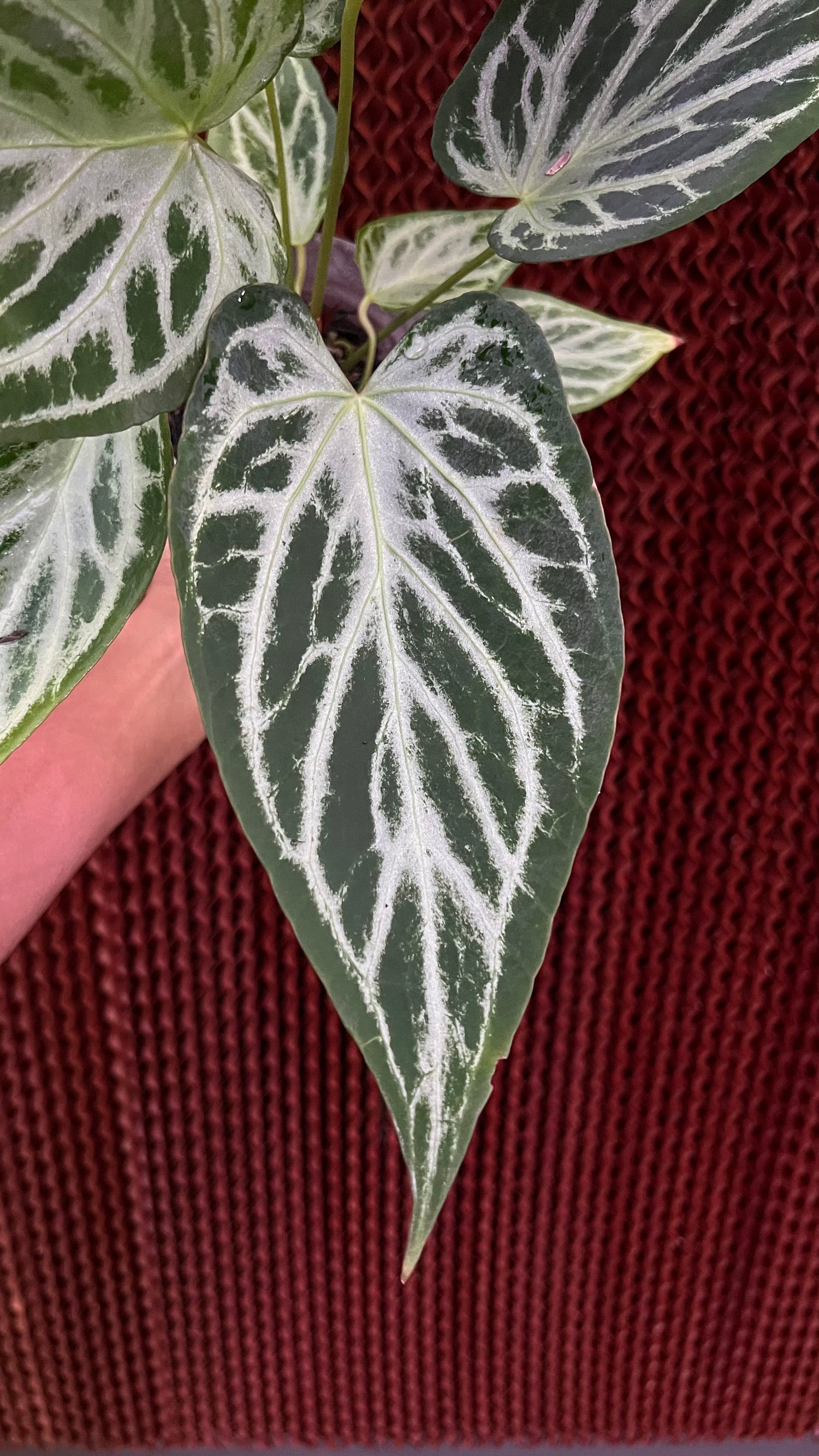 Anthurium Silver Butterfly