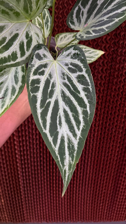 Anthurium Silver Butterfly