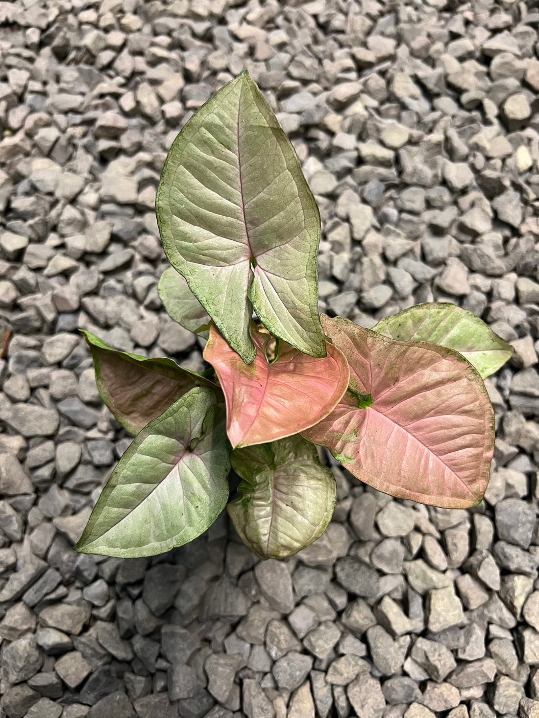 Syngonium Pink star galaxy