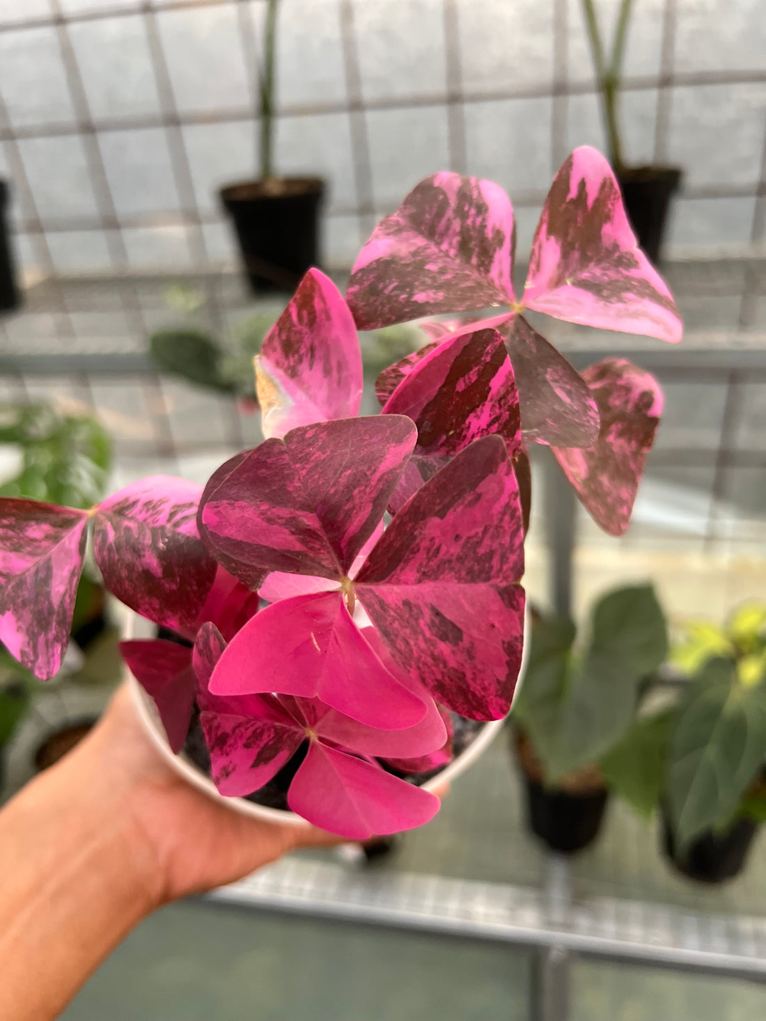 Oxalis Triangularis Variegated