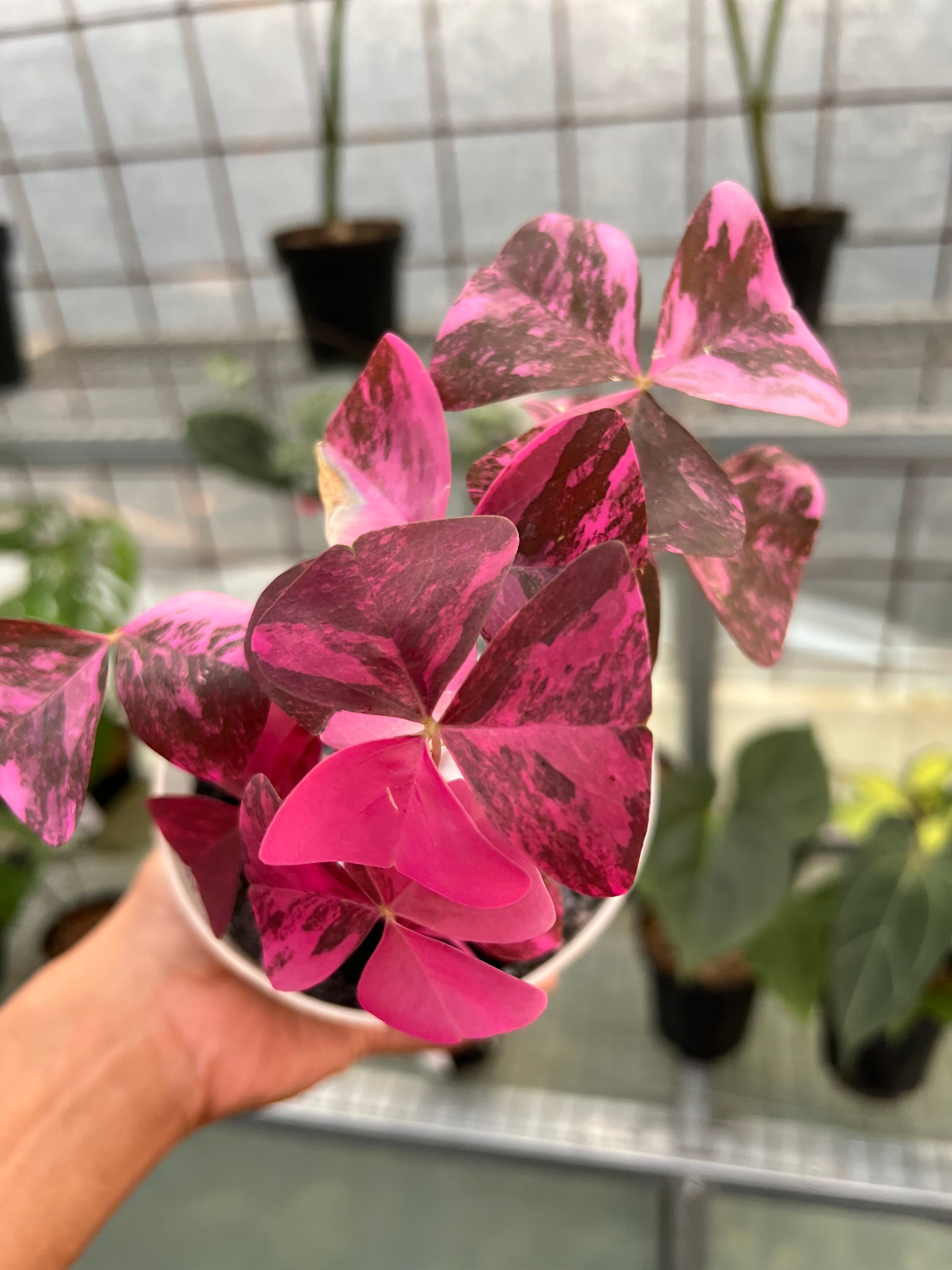 Oxalis Triangularis Variegated