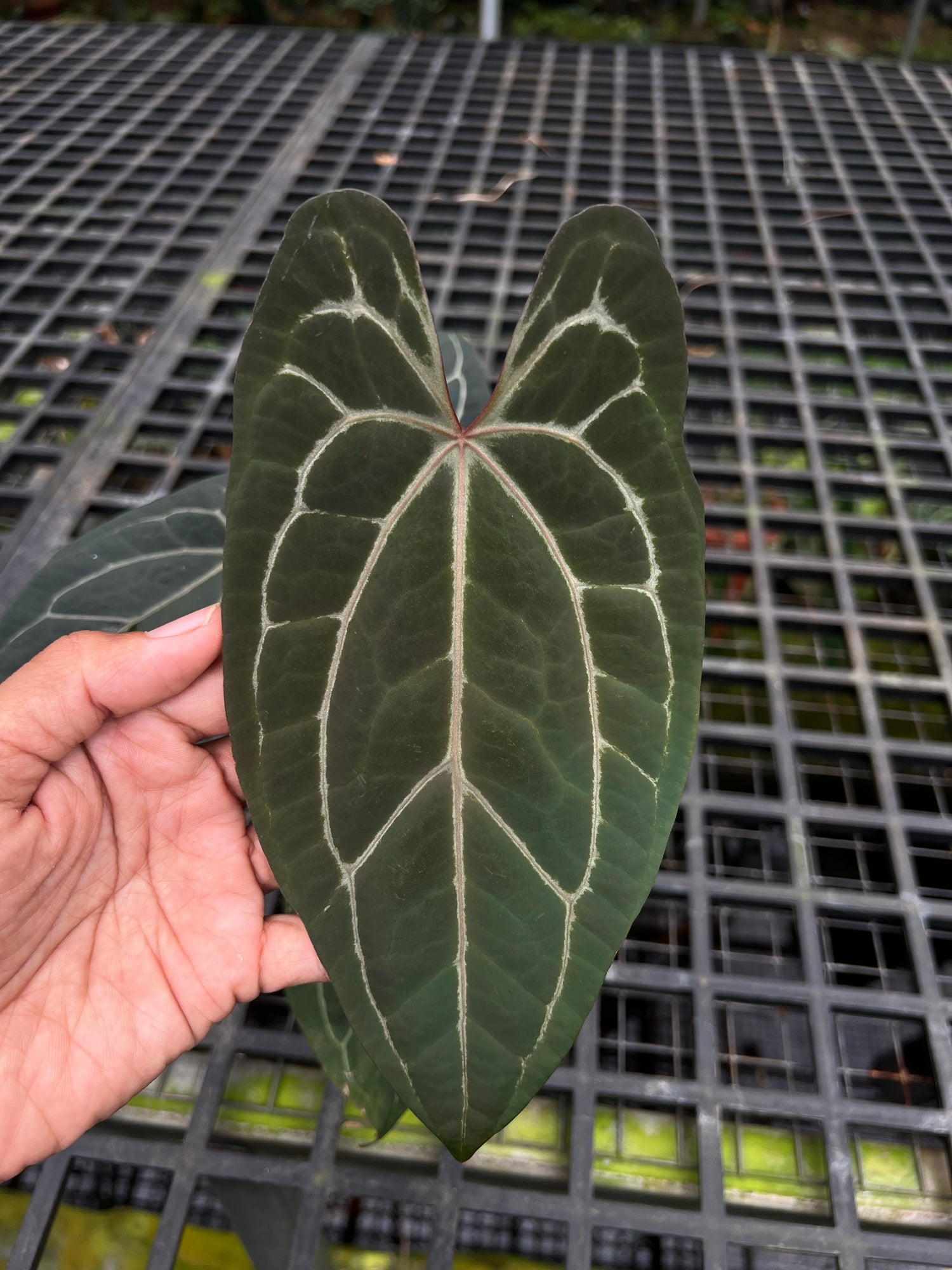 Anthurium BVIT x Zara Michelle