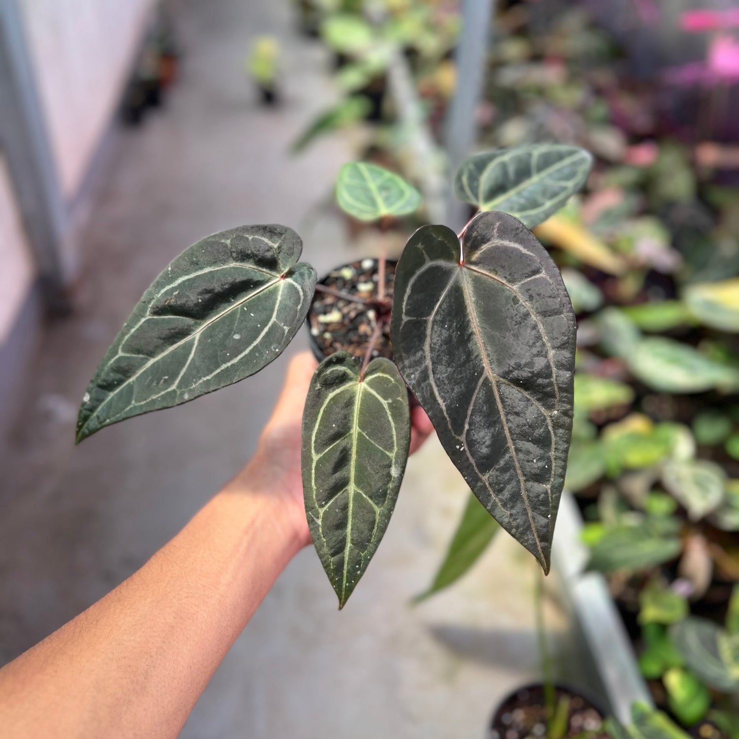 Anthurium ( Dark Handsome x Red Velvet cake) x Michelle Variegated