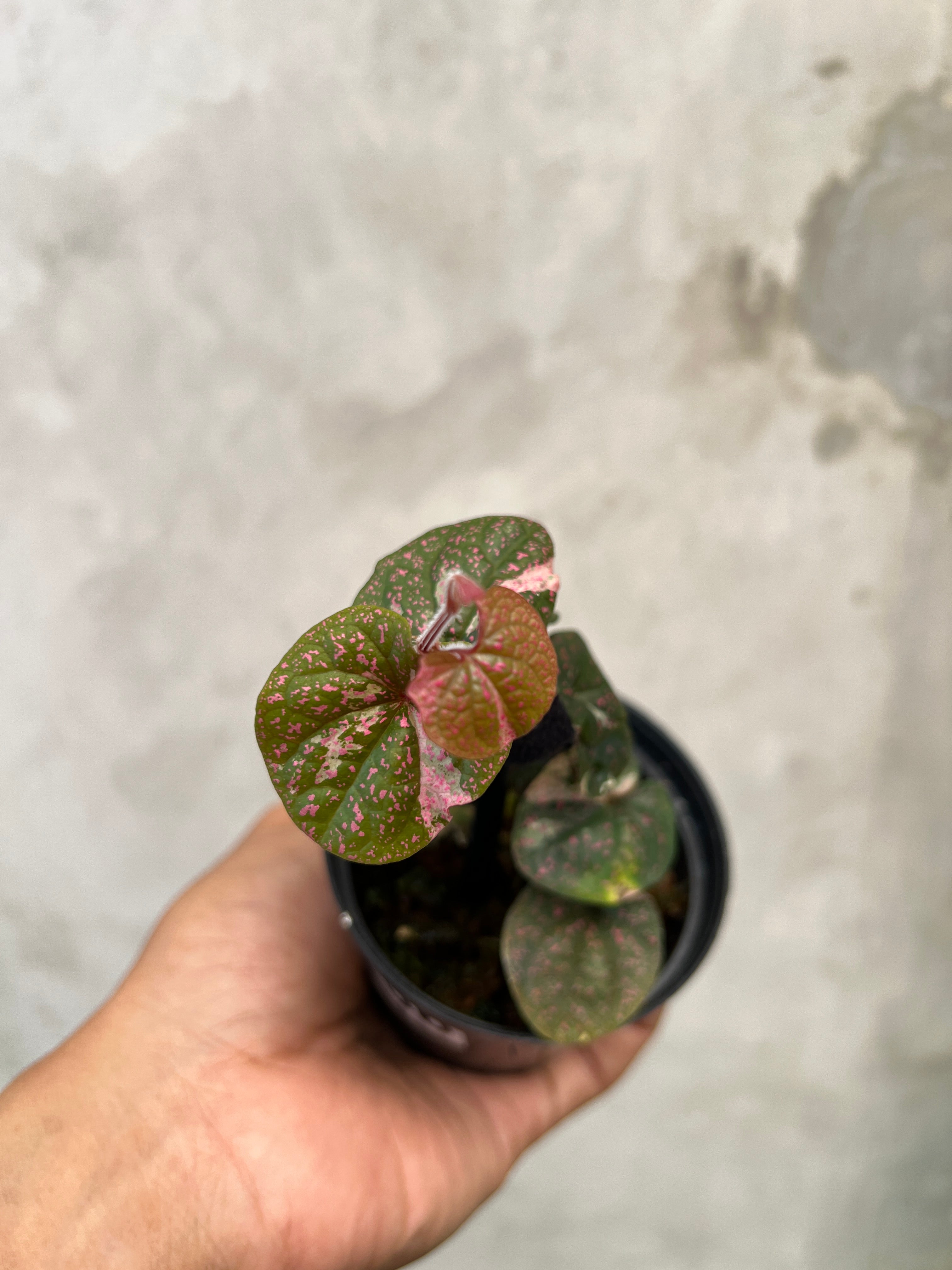 Piper Sp Papua Pink Variegated