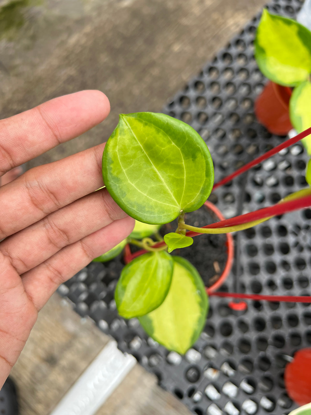 Hoya merilii Variegated
