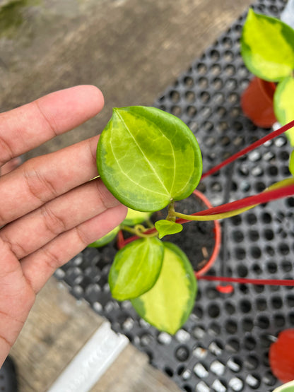 Hoya merilii Variegated