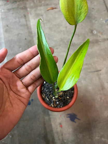 Monstera Burle Mark Flame Mint Variegated