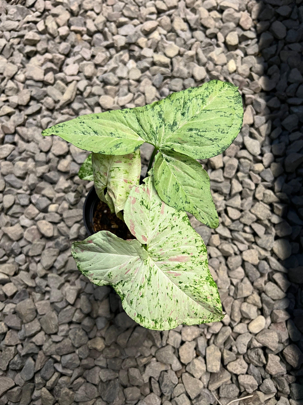 Syngonium Milk confetti tricolor