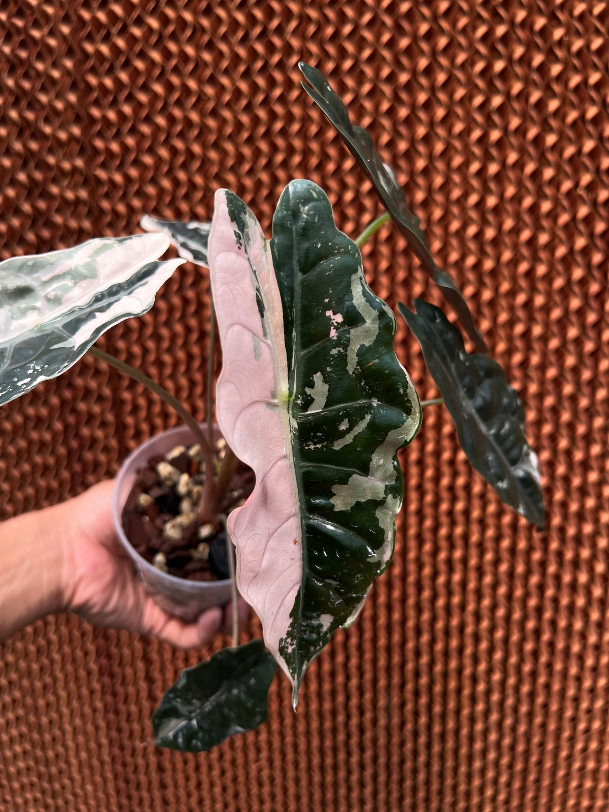 Alocasia chantrieri pink Variegated