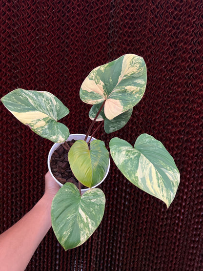Homalomena Rubescens Variegated