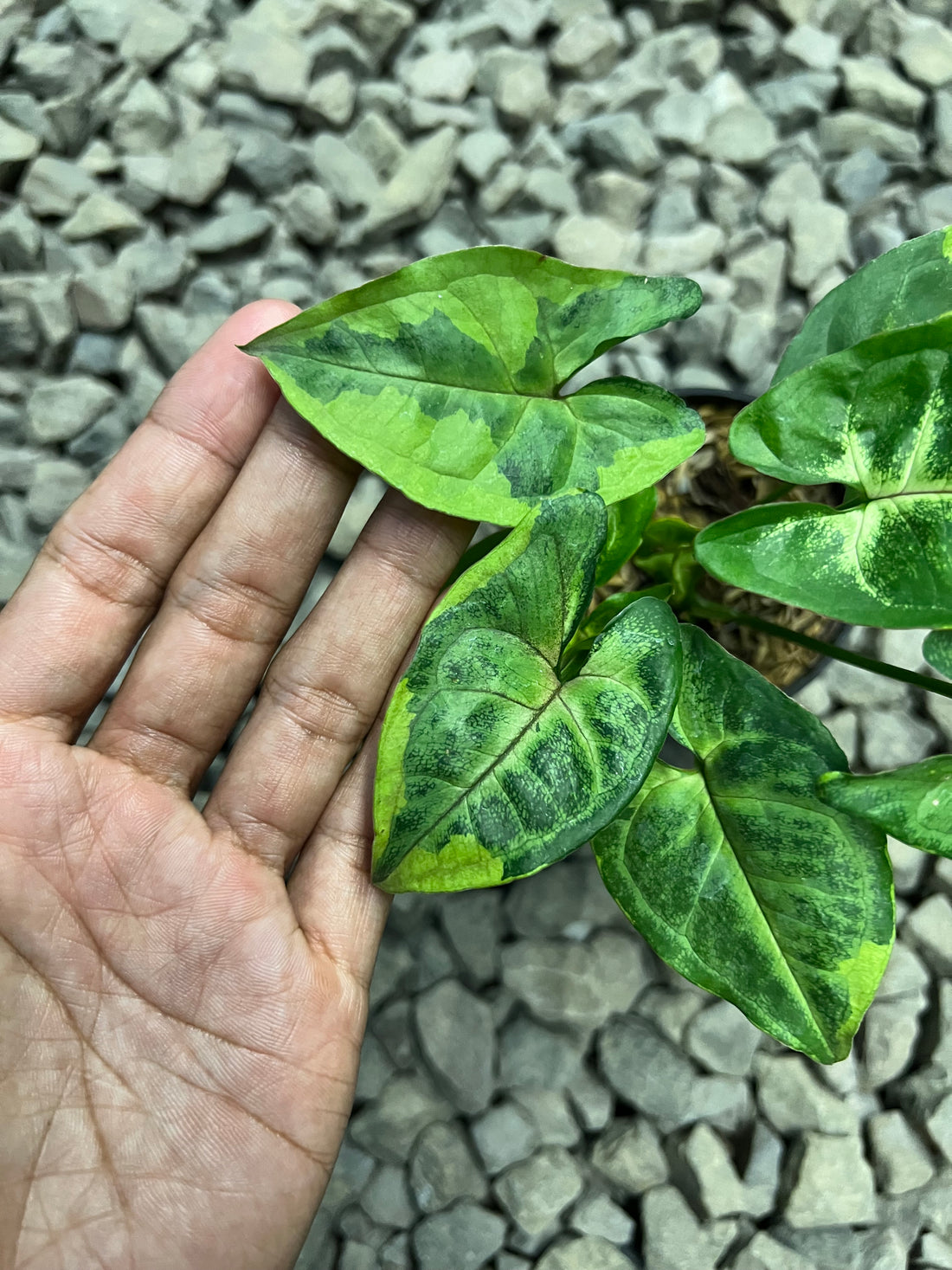 Syngonium Ormthong mutasi