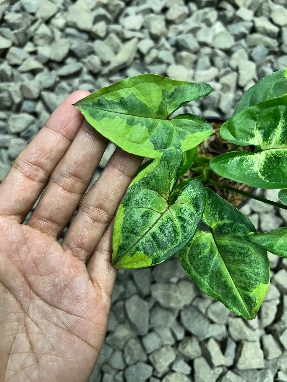 Syngonium Ormthong mutasi