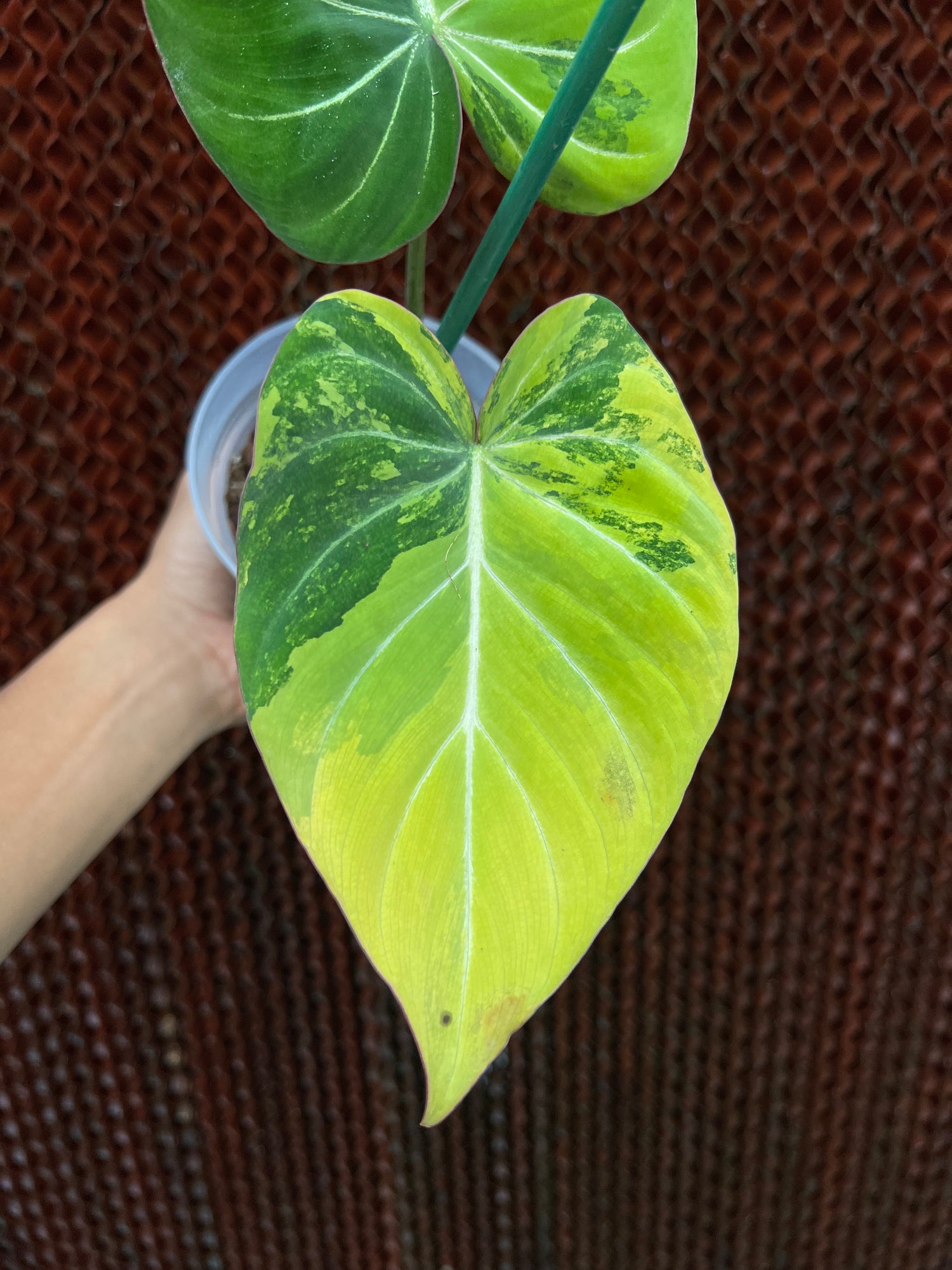 Philodendron Gloriosum Aurea Variegated
