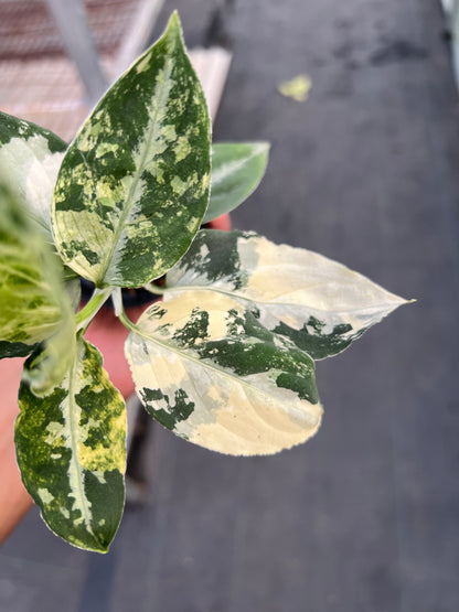 Aglonema Pictum Bicolor Variegated