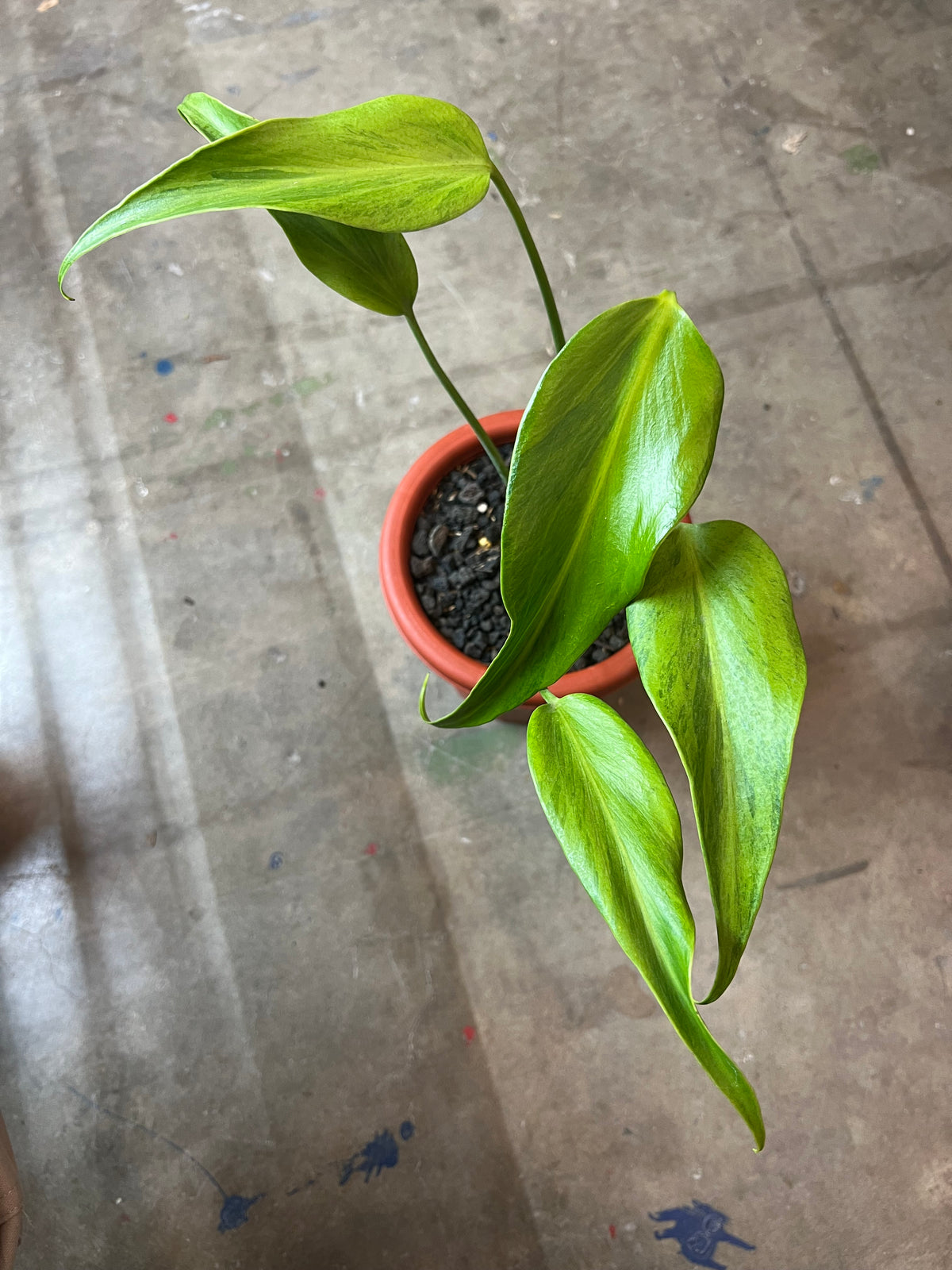 Monstera Burle Mark Flame Mint Variegated